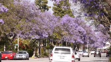 在与汽车交通<strong>的</strong>道路，开花<strong>的</strong>蓝花楹树